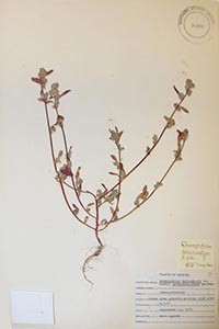 herbarium sheet of ASC 20820